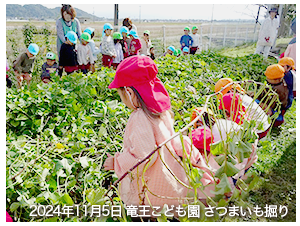 2024年11月5日竜王こども園さつまいも掘り