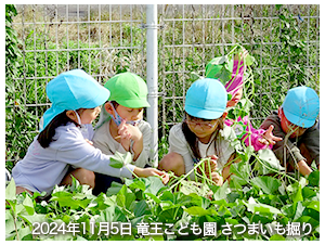 2024年11月5日竜王こども園さつまいも掘り