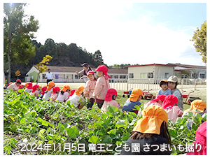 2024年11月5日竜王こども園さつまいも掘り