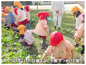 2024年11月5日竜王こども園さつまいも掘り