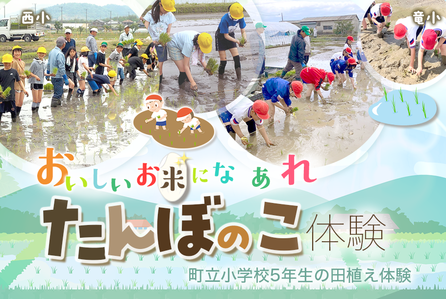 りゅうすくニュース「おいしいお米になあれ！たんぼのこ町立小学校5年生の田植え体験」